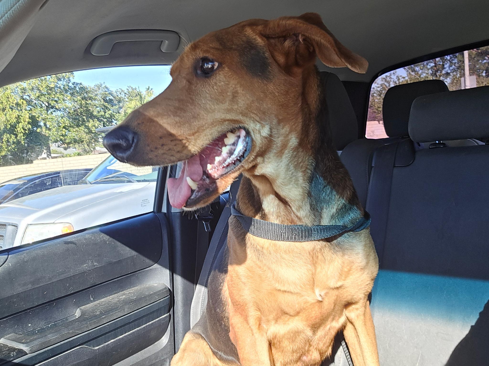 Enlarge Jackie, a ADOPTABLE mixed breed in Inglewood, CA image 5/5