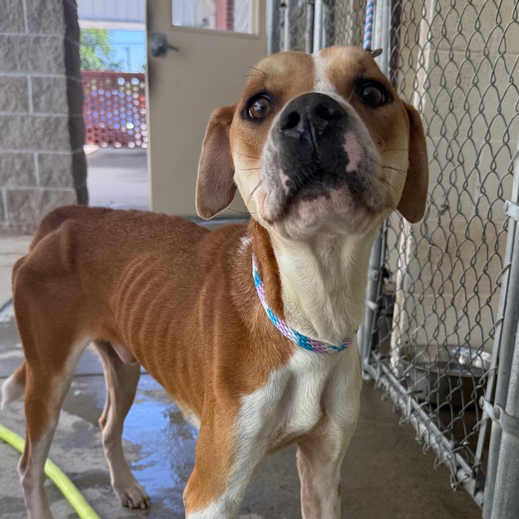 Ignis, Adoptable, Young Male Boxer & Mixed Breed.