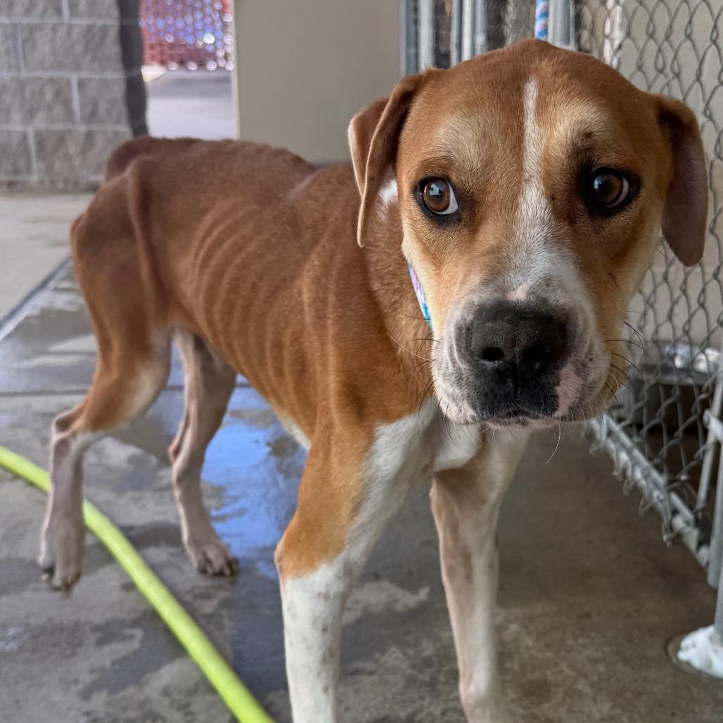 Ignis, a Adoptable mixed breed in Jacksonville, AR image 2/2