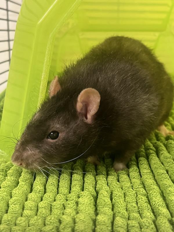 Viper (ID 48806/3488), Adoptable, Adult Male Rat.