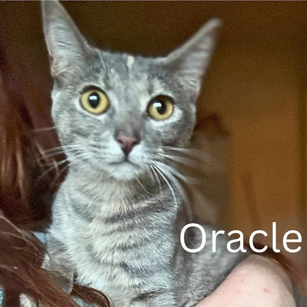 Oracle