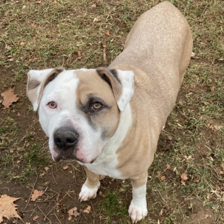 Enlarge Zeppoli, a Adoptable mixed breed in Fleetwood, PA image 3/5