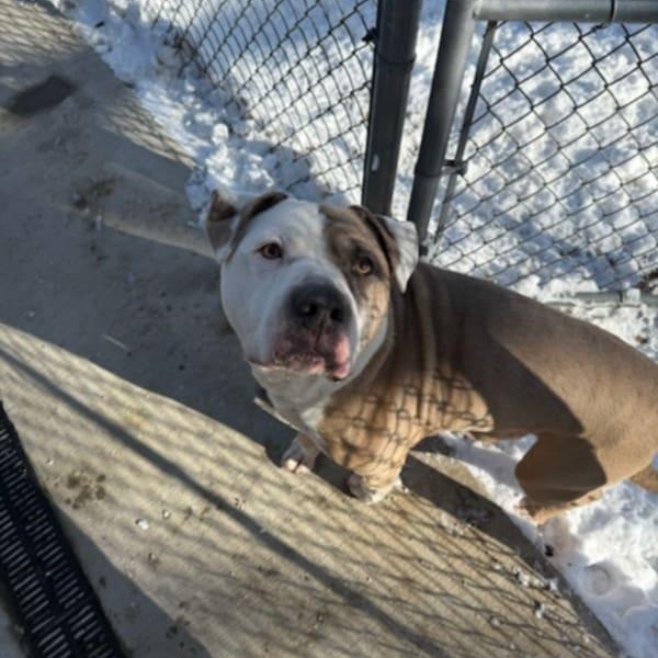 Enlarge Zeppoli, a Adoptable mixed breed in Fleetwood, PA image 2/5