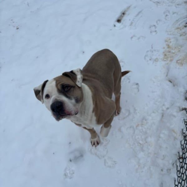 Enlarge Zeppoli, a Adoptable mixed breed in Fleetwood, PA image 4/5
