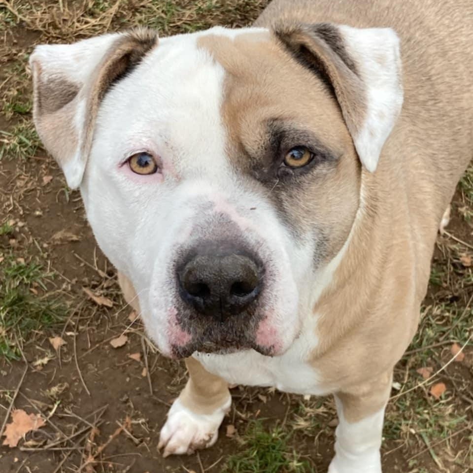 Zeppoli, Adoptable, Senior Male American Staffordshire Terrier.