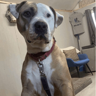 Enlarge Zeppoli, a Adoptable mixed breed in Fleetwood, PA image 5/5