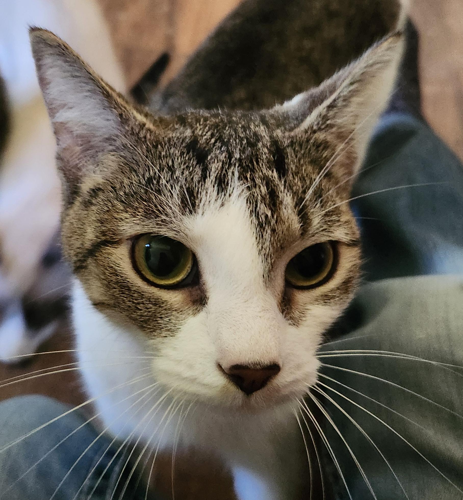 Darcelle, adopted, Young Female Domestic Short Hair.