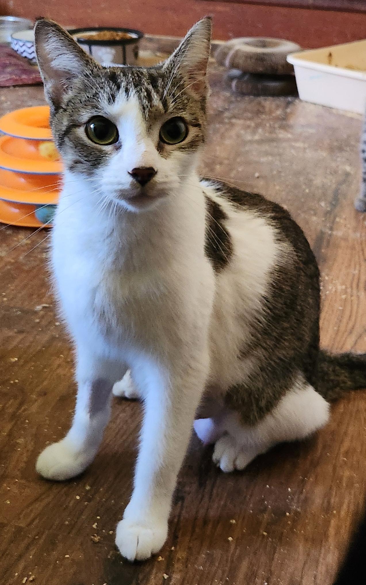 Darcelle, an adopted Domestic Short Hair in Albany, NY image 2/2