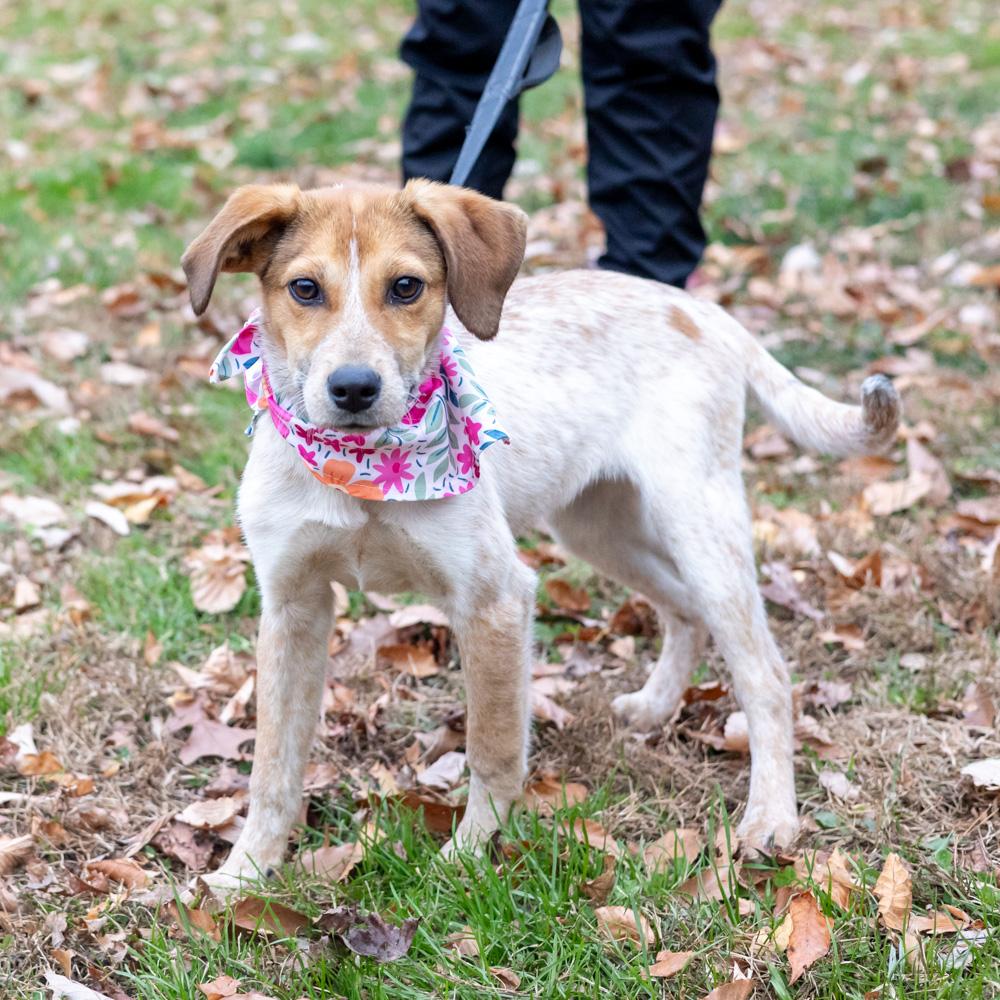 Spice (Female), a Adoptable mixed breed in West Grove, PA image 6/6