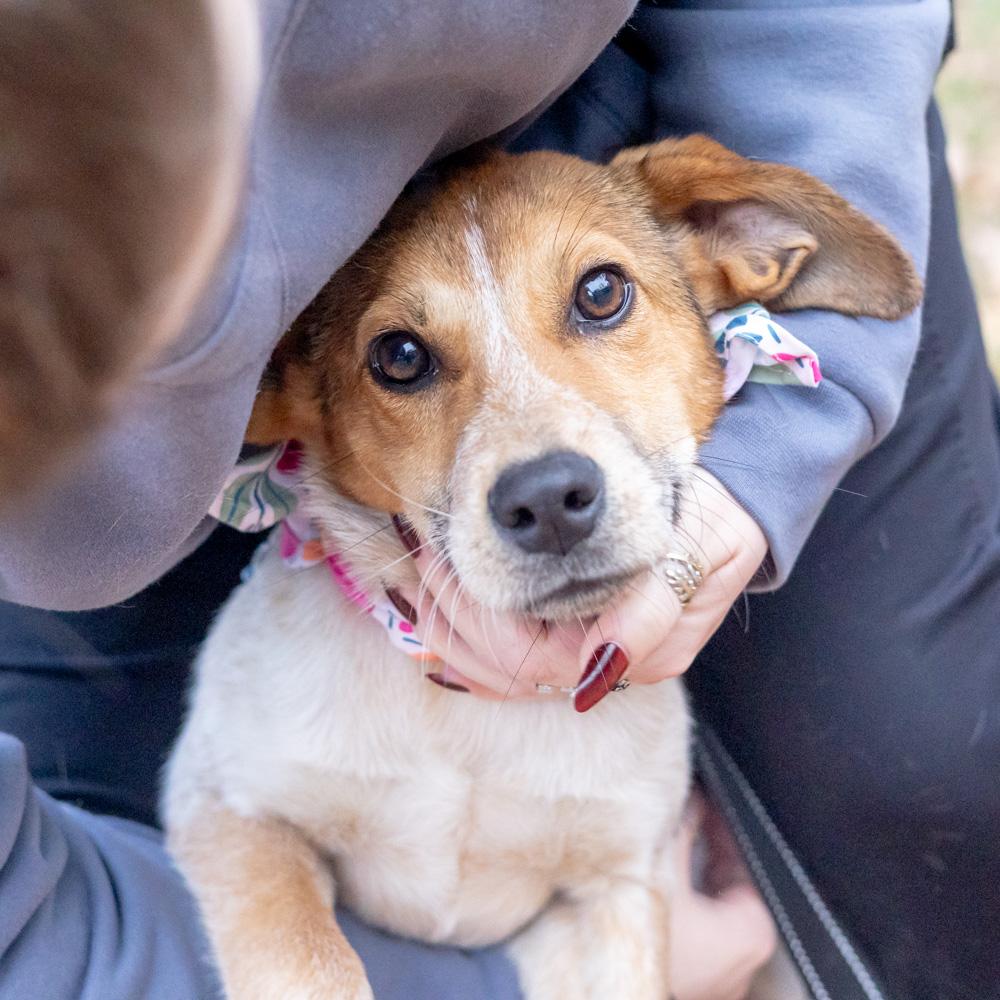 Spice (Female), a Adoptable mixed breed in West Grove, PA image 4/6