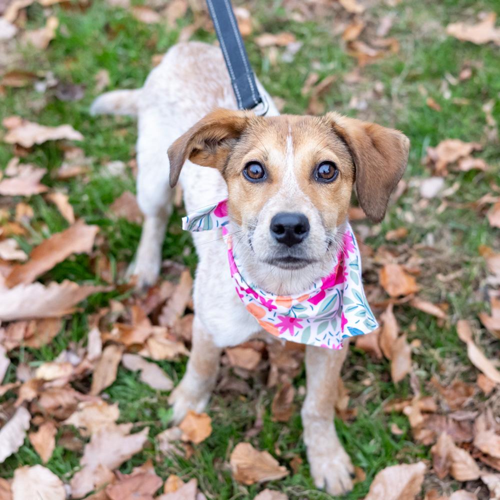 Spice (Female), a Adoptable mixed breed in West Grove, PA image 3/6
