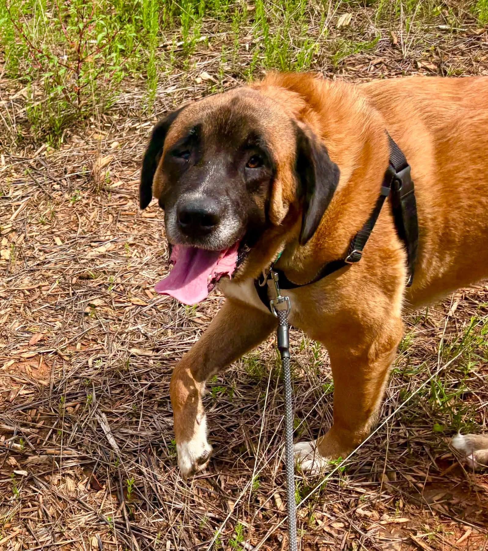 Monarch, ADOPTABLE, Adult Male Mastiff.
