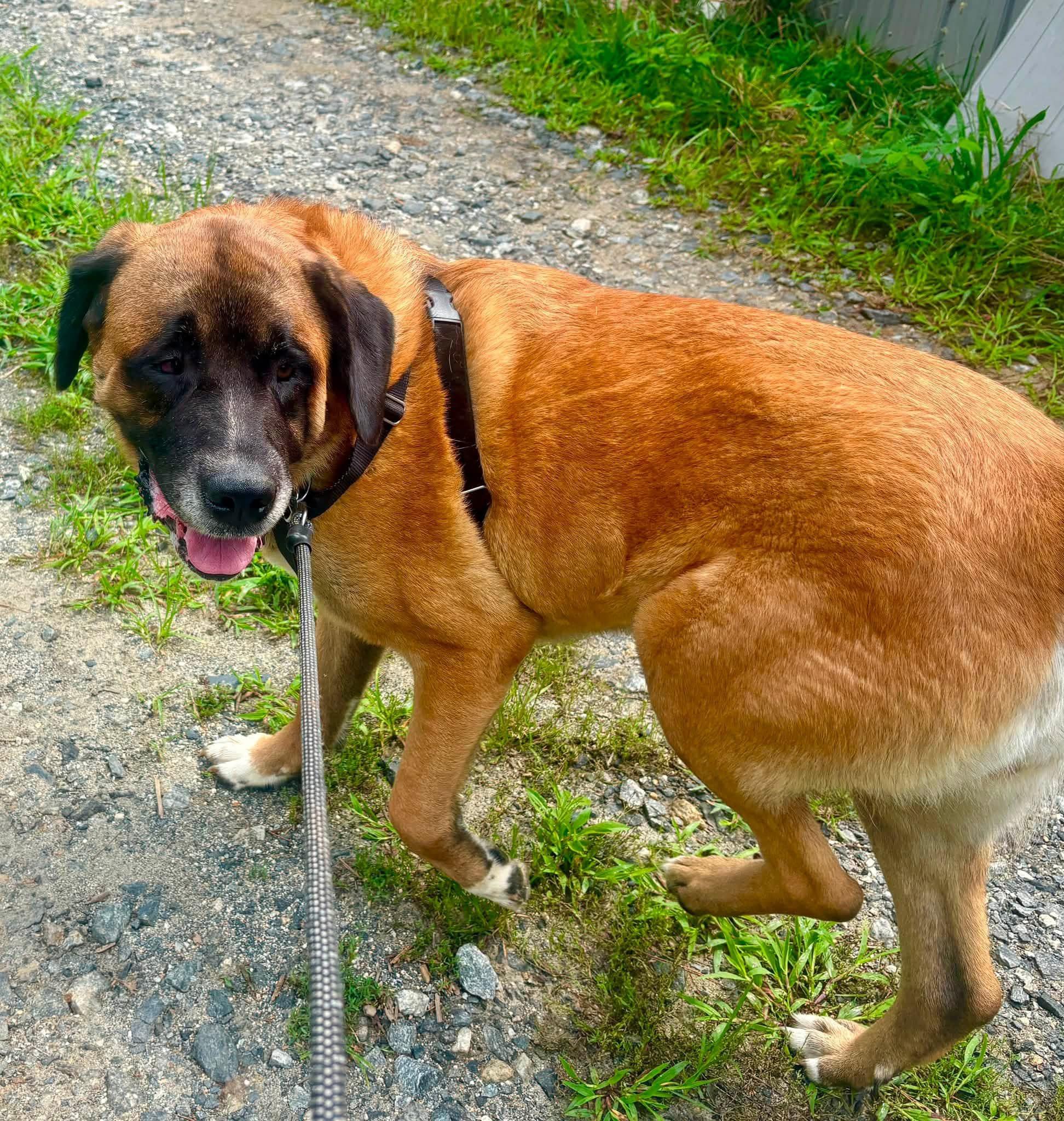Enlarge Monarch, a ADOPTABLE Mastiff in Marshall, NC image 5/5