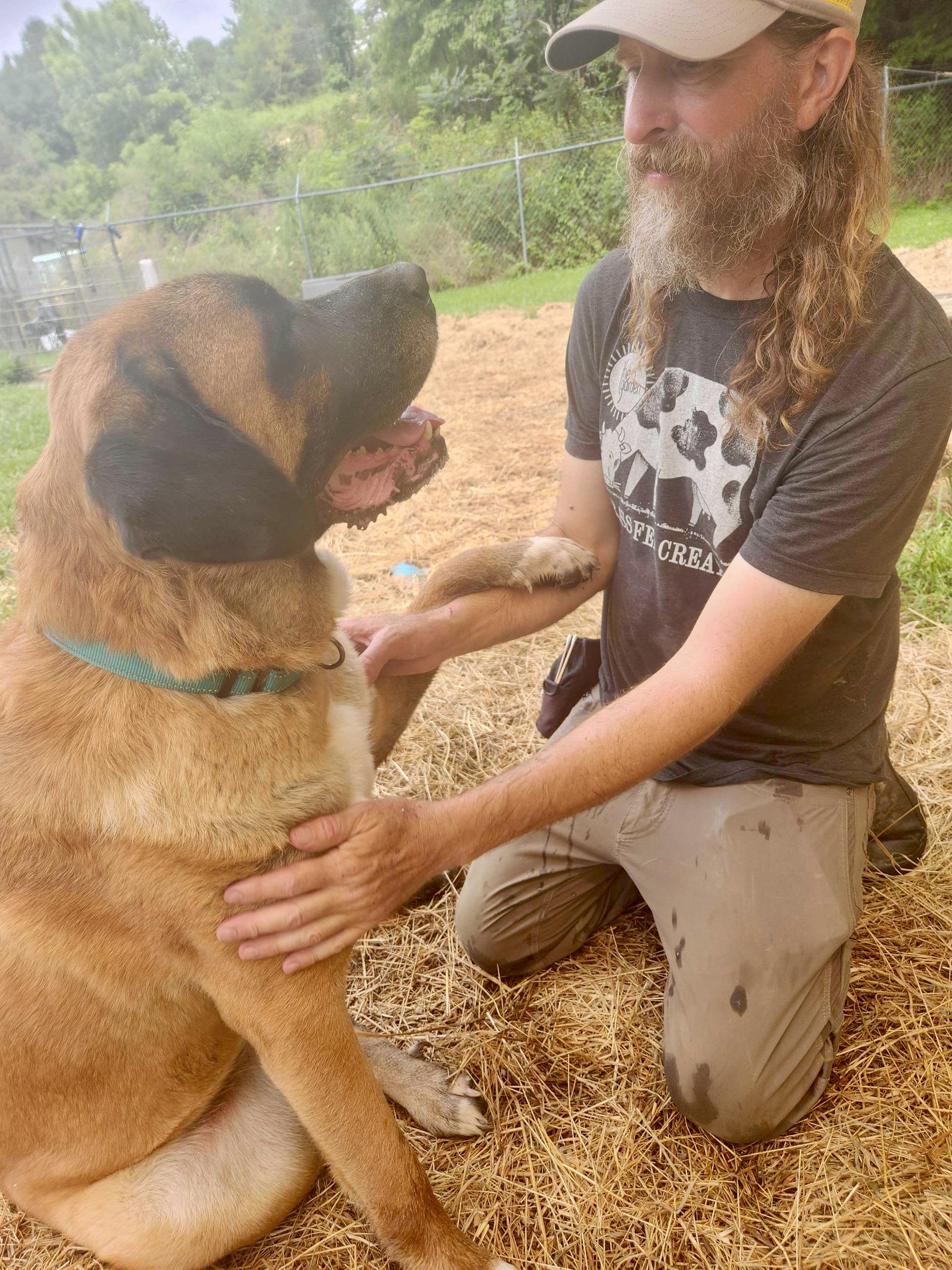 Enlarge Monarch, a ADOPTABLE Mastiff in Marshall, NC image 3/5