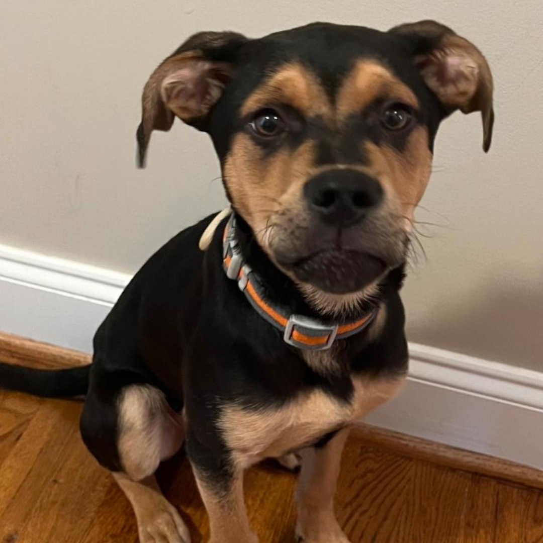 Kiwi, Baby Male Mixed Breed