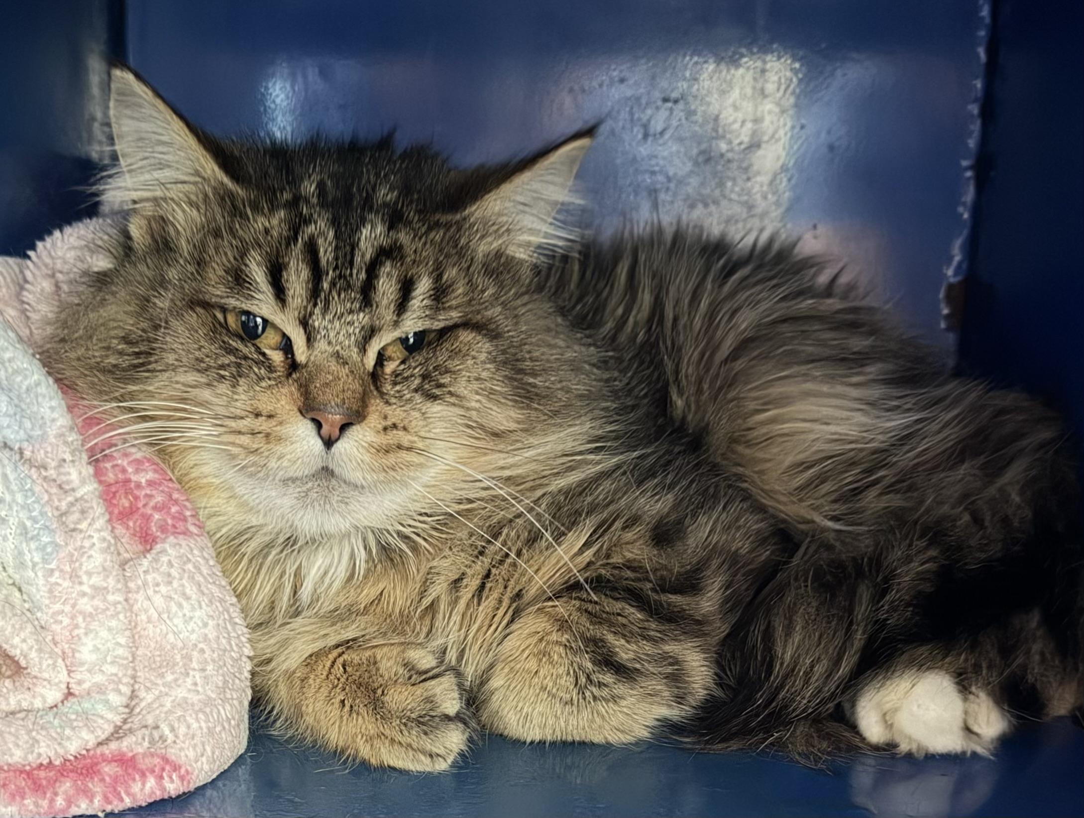 Willy, a Adoptable Domestic Long Hair in Sault Sainte Marie, MI image 2/3