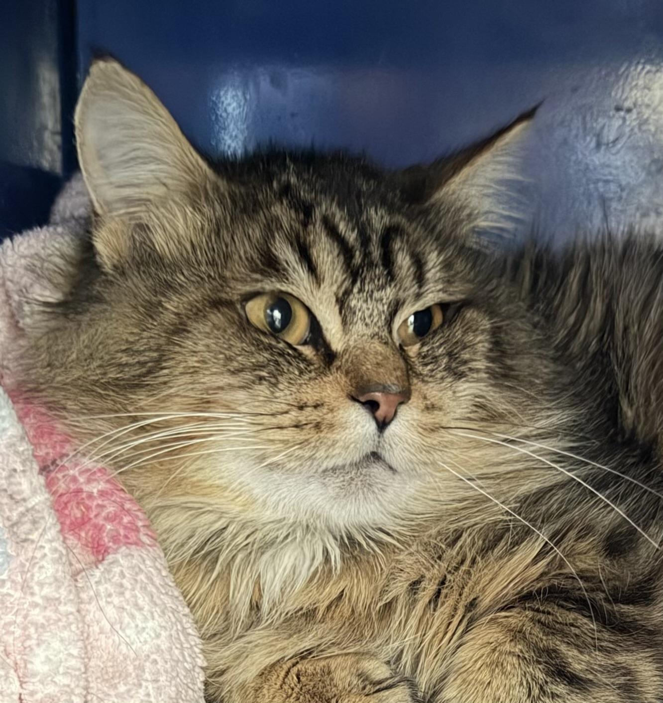 Willy, a Adoptable Domestic Long Hair in Sault Sainte Marie, MI image 3/3