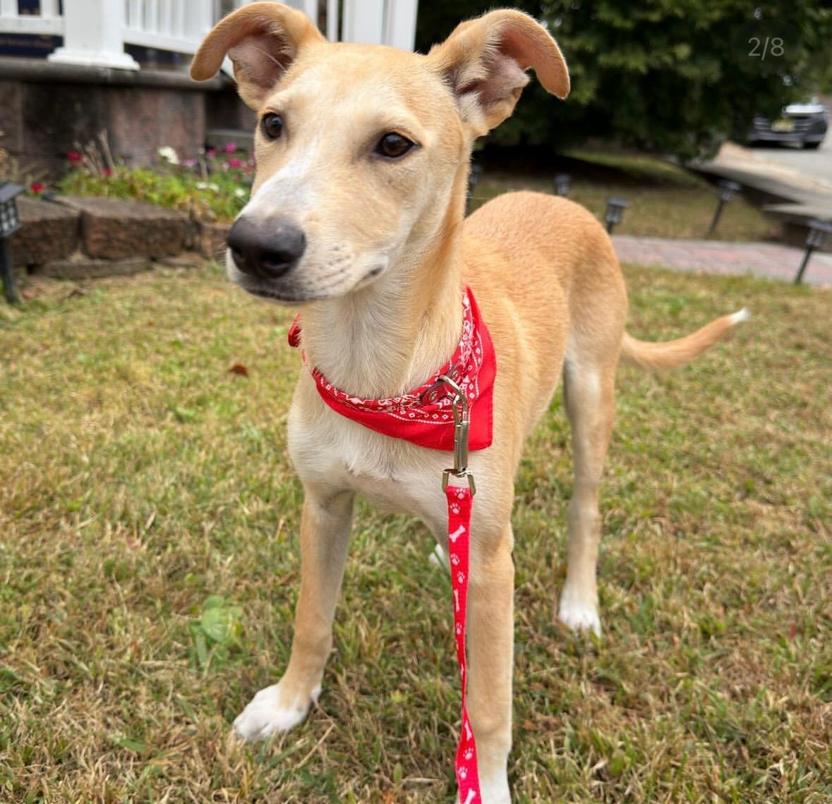 Ivory - The Big-Eared Baby 4