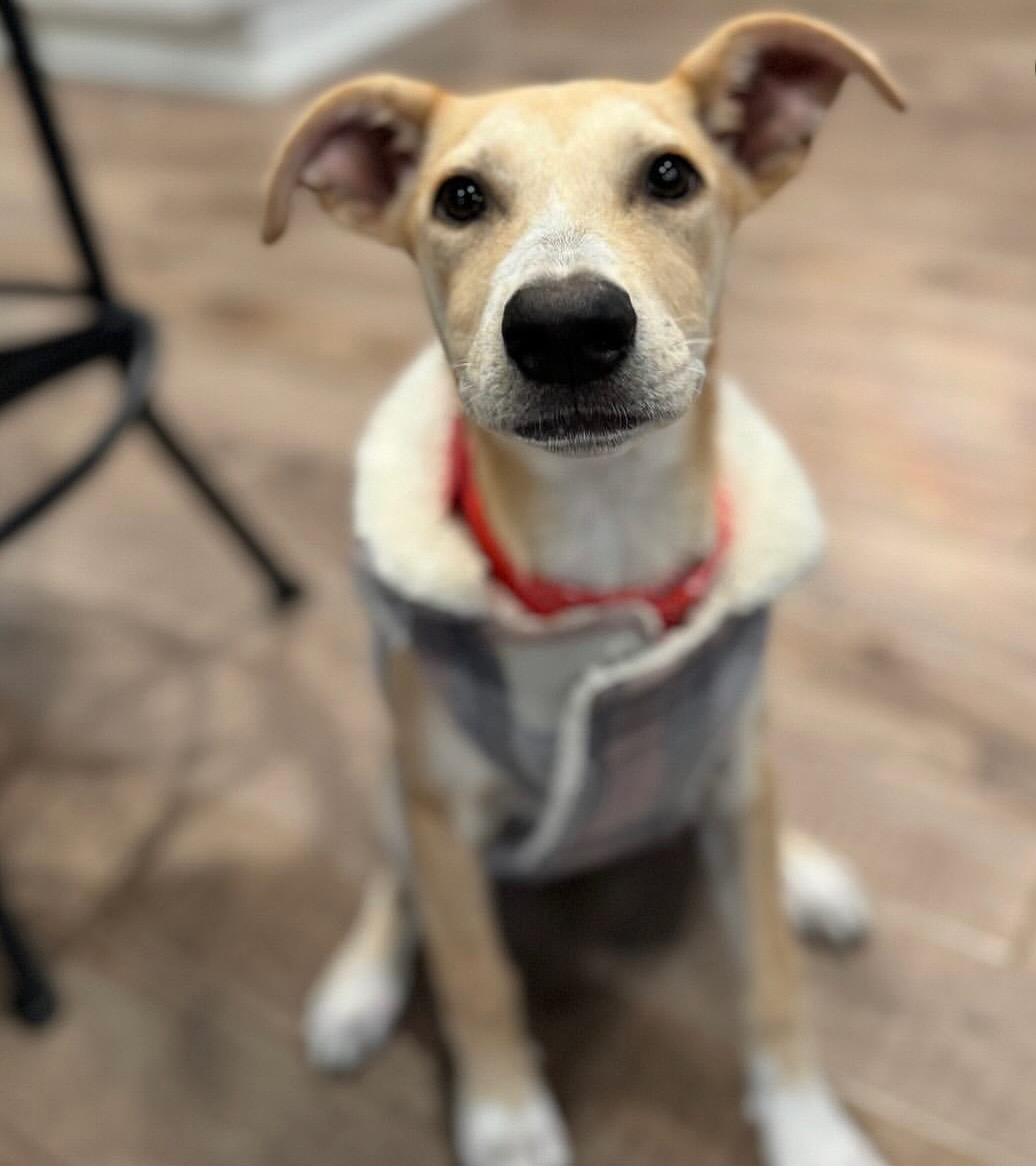 Ivory - The Big-Eared Baby 5