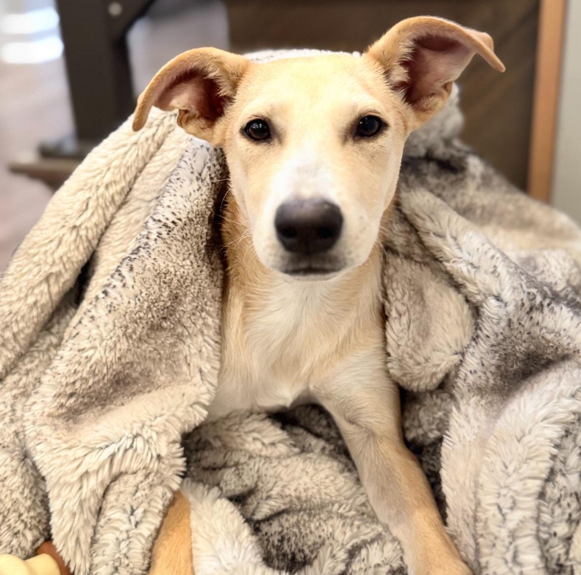 Ivory - The Big-Eared Baby