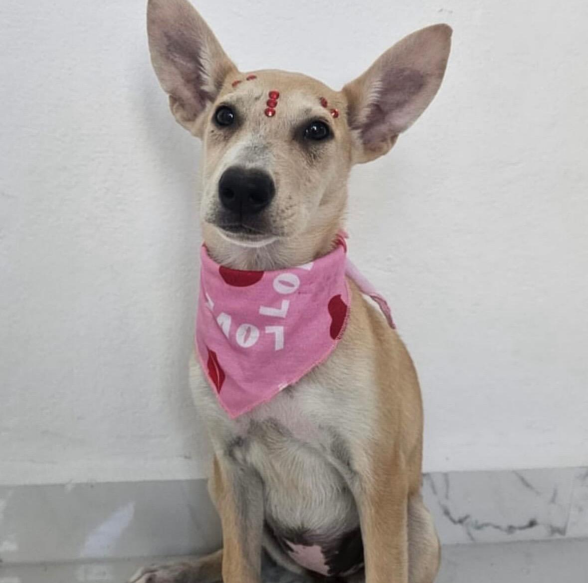 Ivory - The Big-Eared Baby 6