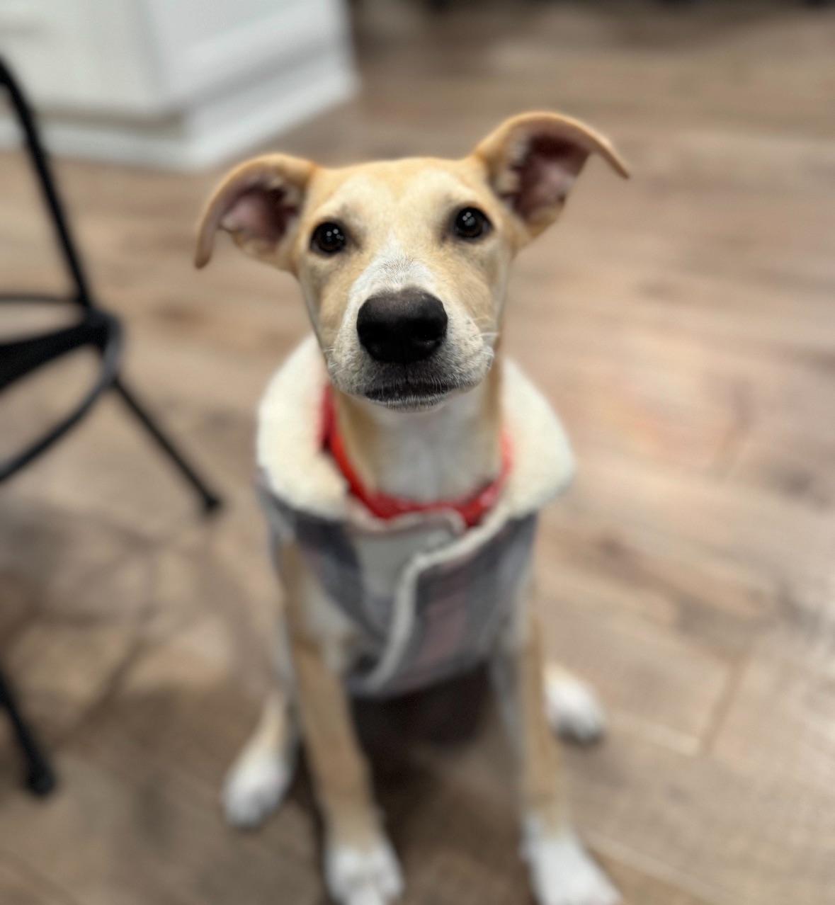 Ivory - The Big-Eared Baby 3