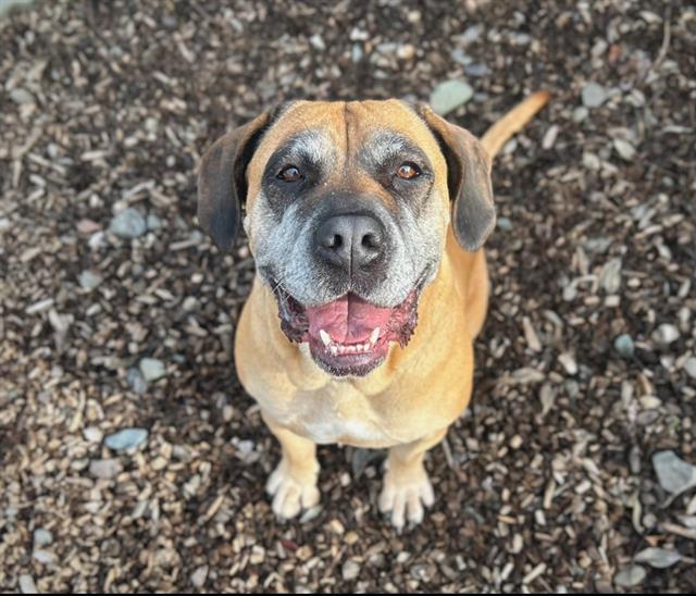 SERA, Adoptable, Adult Female Bullmastiff & Mixed Breed.