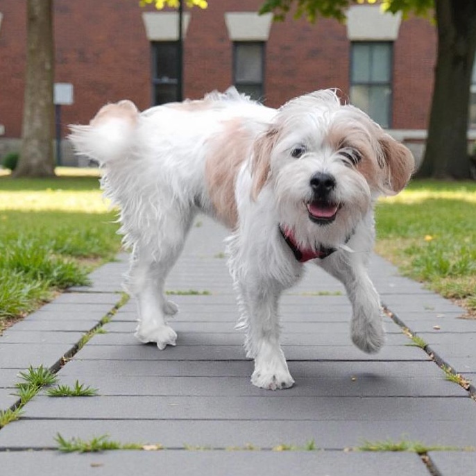Enlarge Buddy, an adopted mixed breed in Winter haven, FL image 1/1