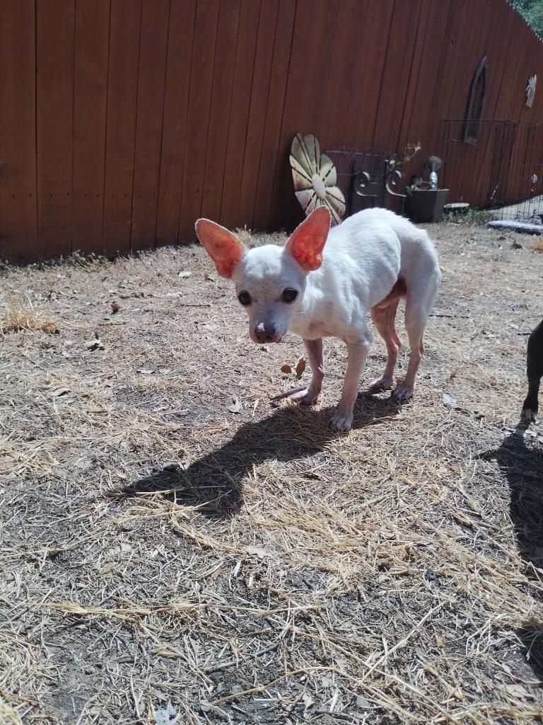 Enlarge Bucky, a Adoptable Chihuahua in Bryan, TX image 1/1