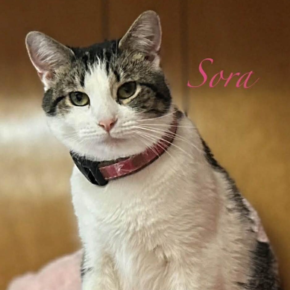 Sora, ADOPTABLE, Adult Female Domestic Short Hair.