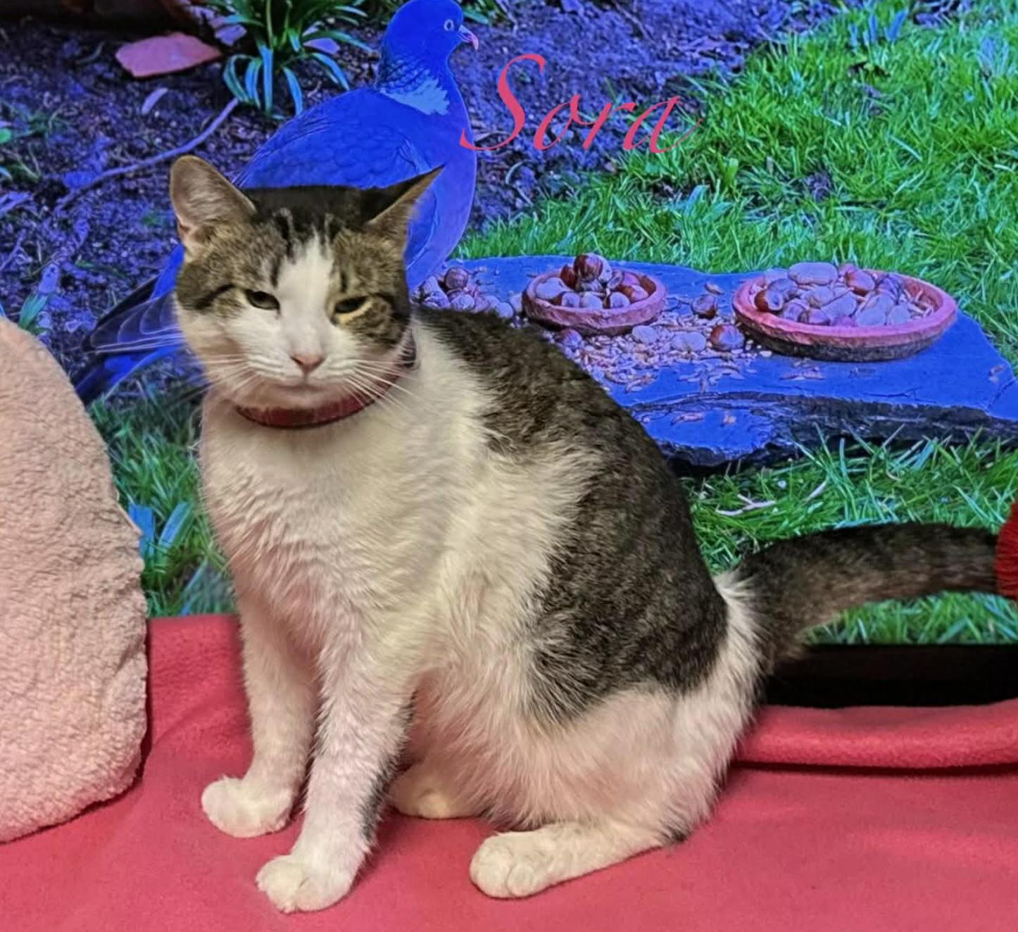 Enlarge Sora, a ADOPTABLE Domestic Short Hair in Kent, OH image 3/5