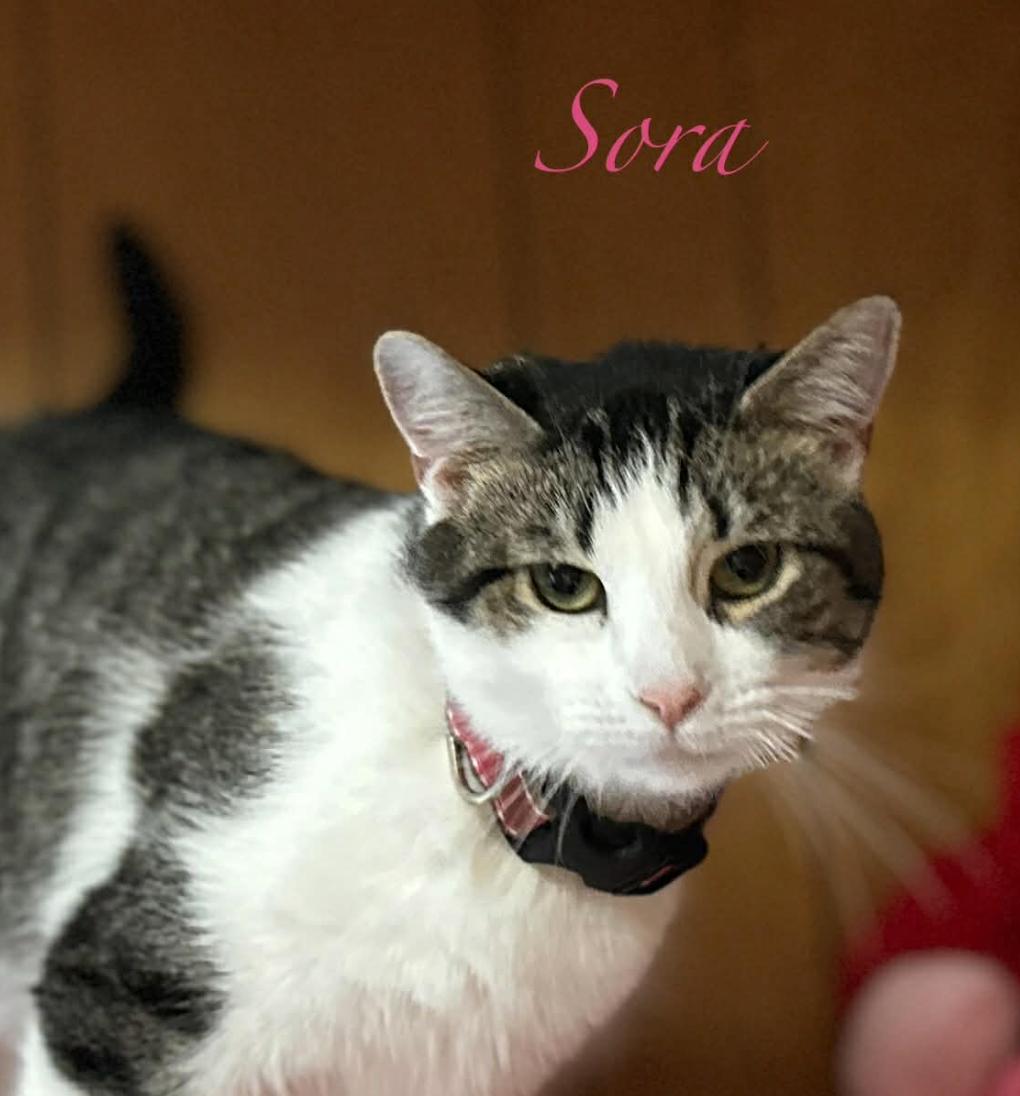 Enlarge Sora, a ADOPTABLE Domestic Short Hair in Kent, OH image 5/5