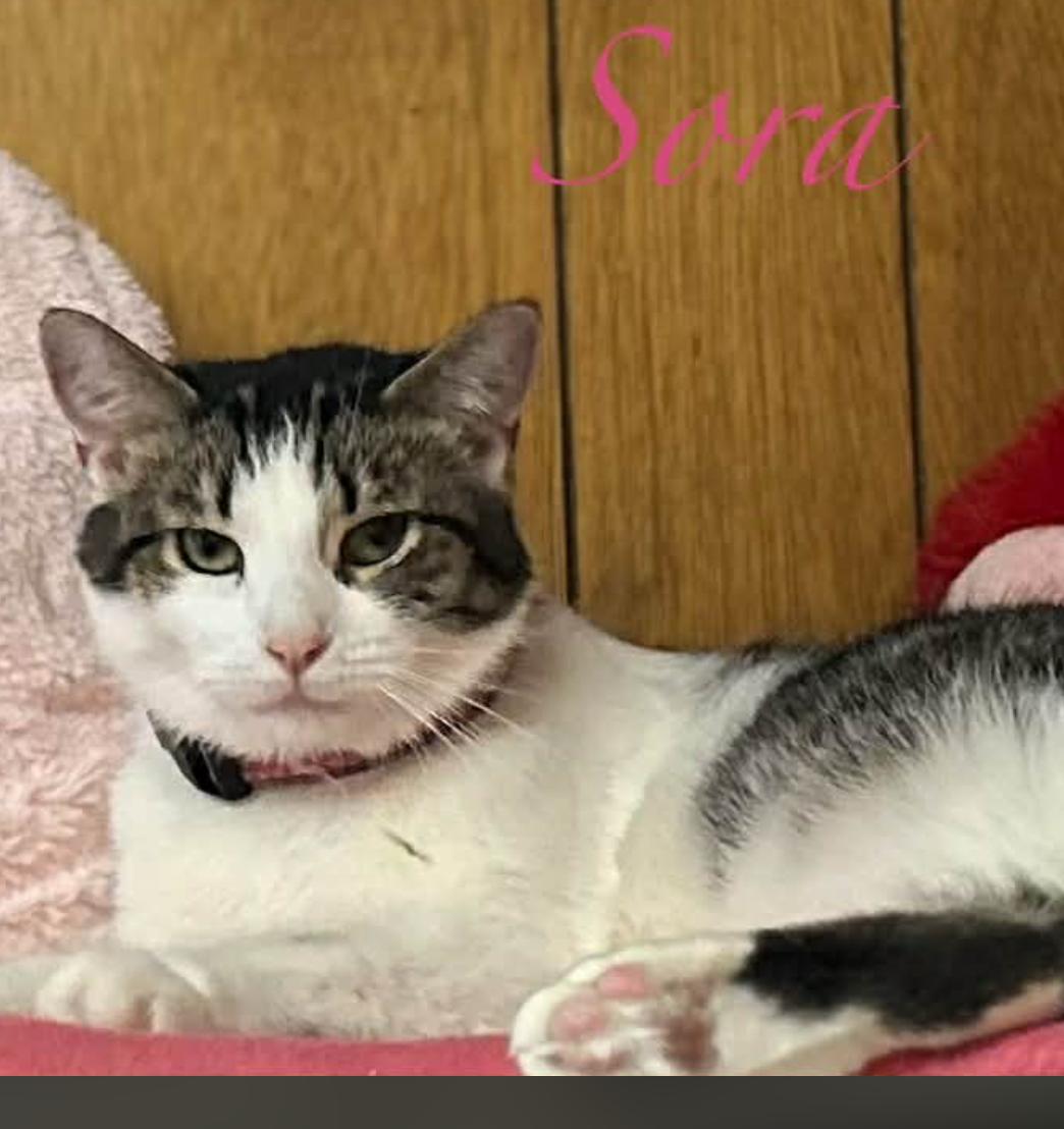 Enlarge Sora, a ADOPTABLE Domestic Short Hair in Kent, OH image 4/5