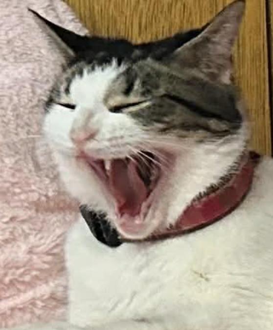 Enlarge Sora, a ADOPTABLE Domestic Short Hair in Kent, OH image 2/5