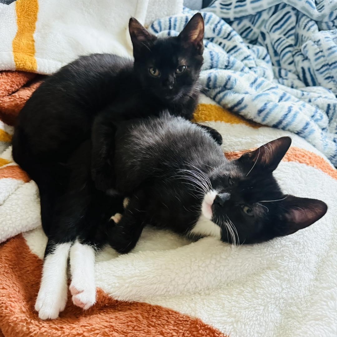 Enlarge Garnette and Stormie, an adopted Domestic Short Hair in LEETONIA, OH image 1/4