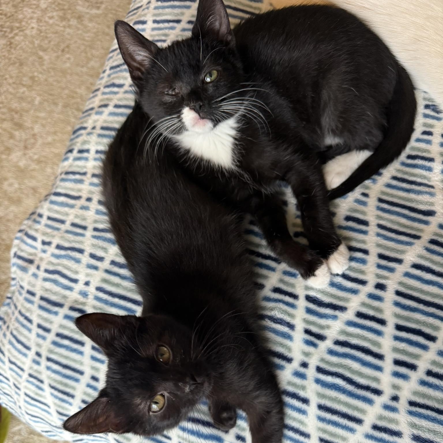 Enlarge Garnette and Stormie, an adopted Domestic Short Hair in LEETONIA, OH image 3/4