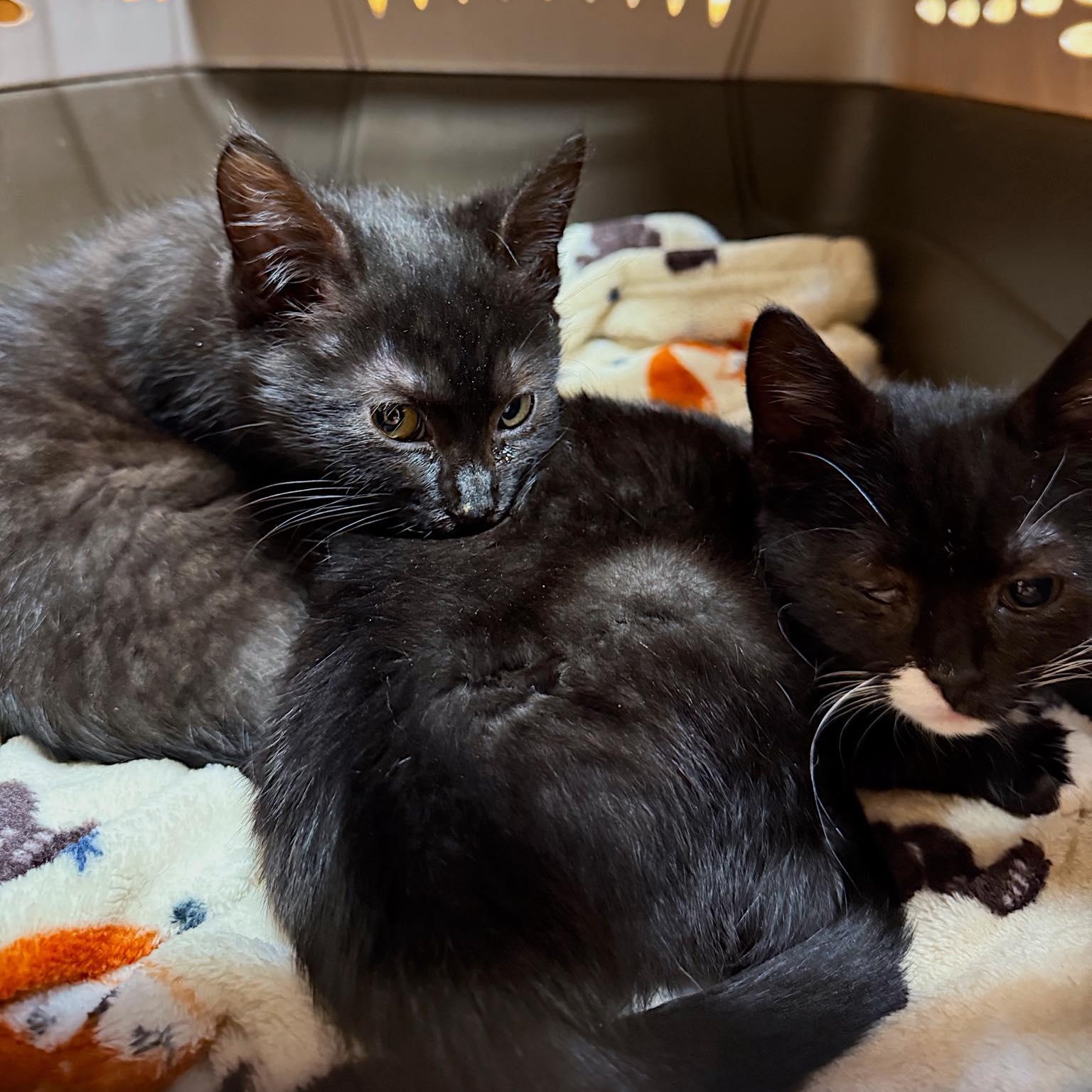 Enlarge Garnette and Stormie, an adopted Domestic Short Hair in LEETONIA, OH image 2/4