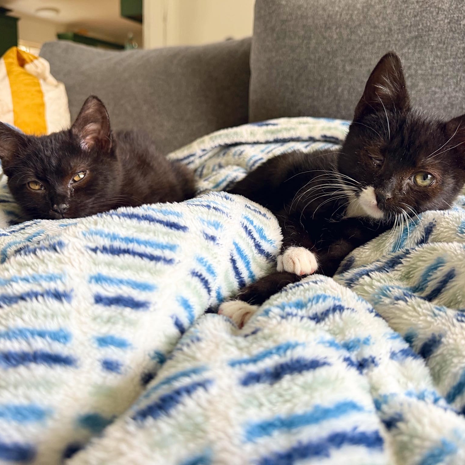 Enlarge Garnette and Stormie, an adopted Domestic Short Hair in LEETONIA, OH image 4/4