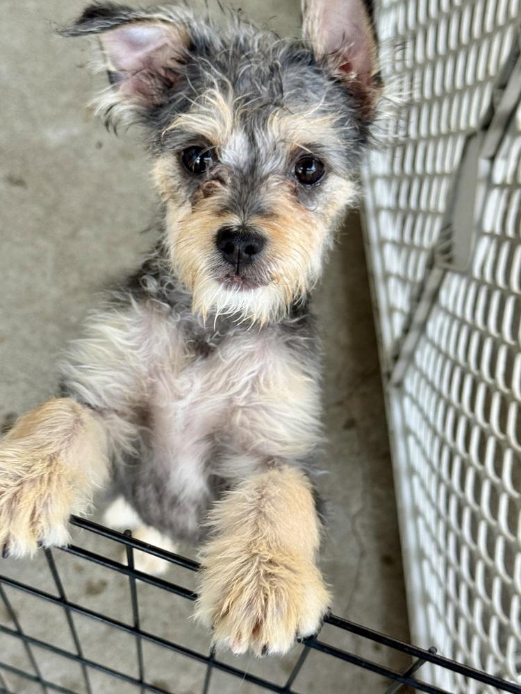 Sabrina, a Adoptable mixed breed in San Diego, CA image 2/6