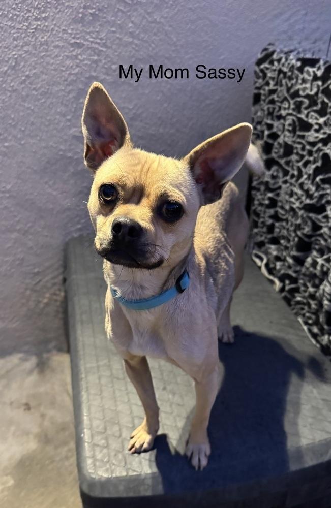 Sabrina, a Adoptable mixed breed in San Diego, CA image 3/6