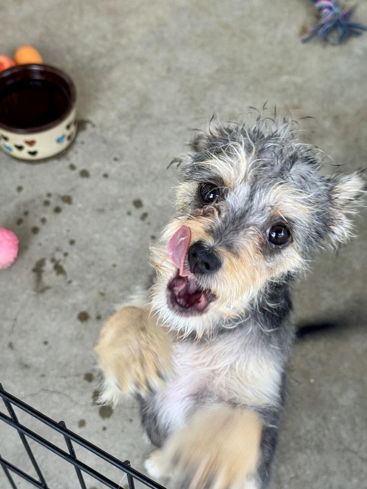 Sabrina, a Adoptable mixed breed in San Diego, CA image 4/6