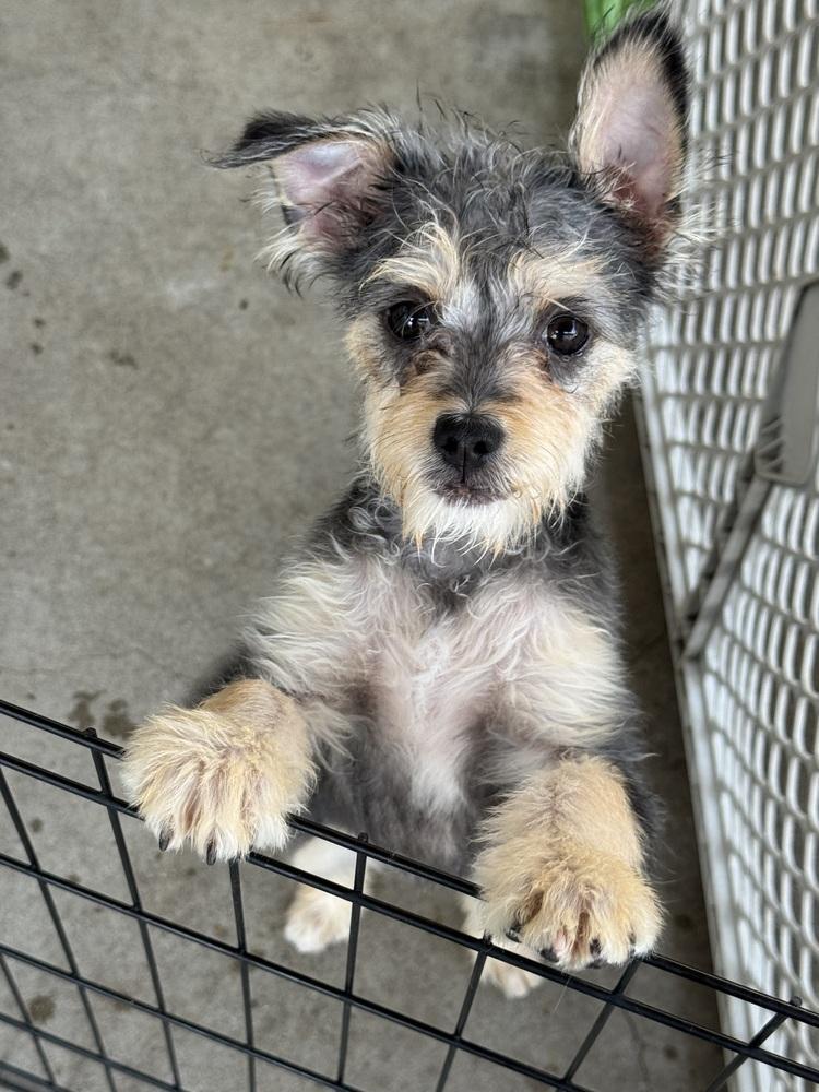 Sabrina, a Adoptable mixed breed in San Diego, CA image 5/6