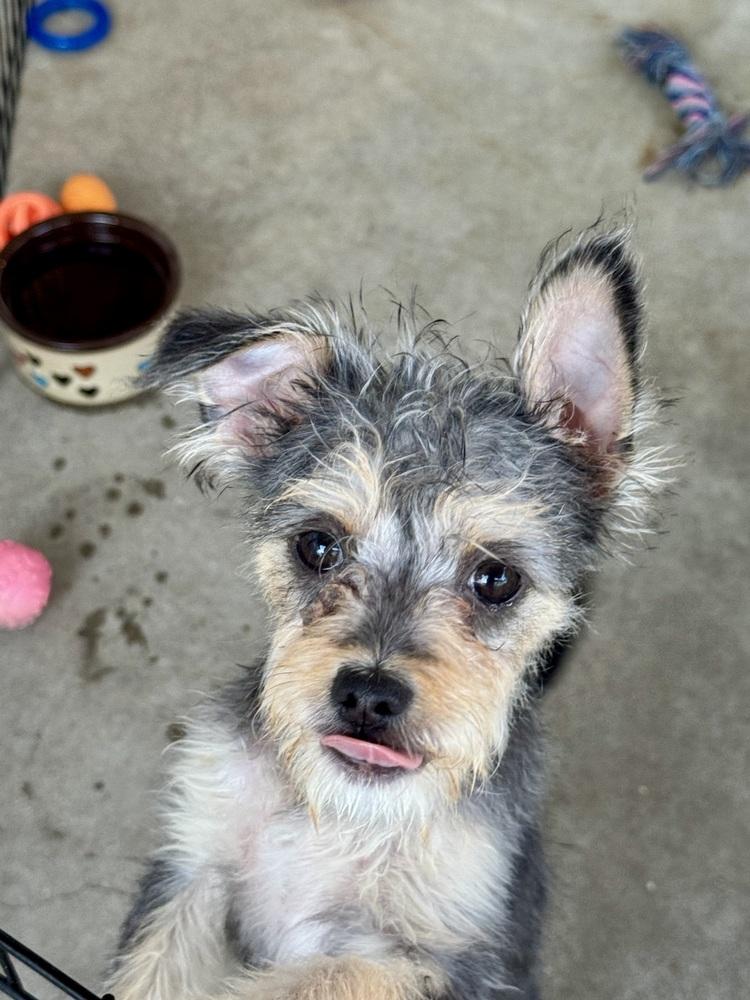 Sabrina, a Adoptable mixed breed in San Diego, CA image 6/6