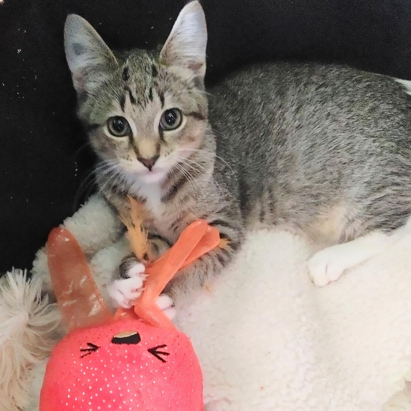 Enlarge Spectre (F) & Droptail (M)--BONDED SIBS, a Adoptable Domestic Short Hair in Fair Haven, VT image 2/2