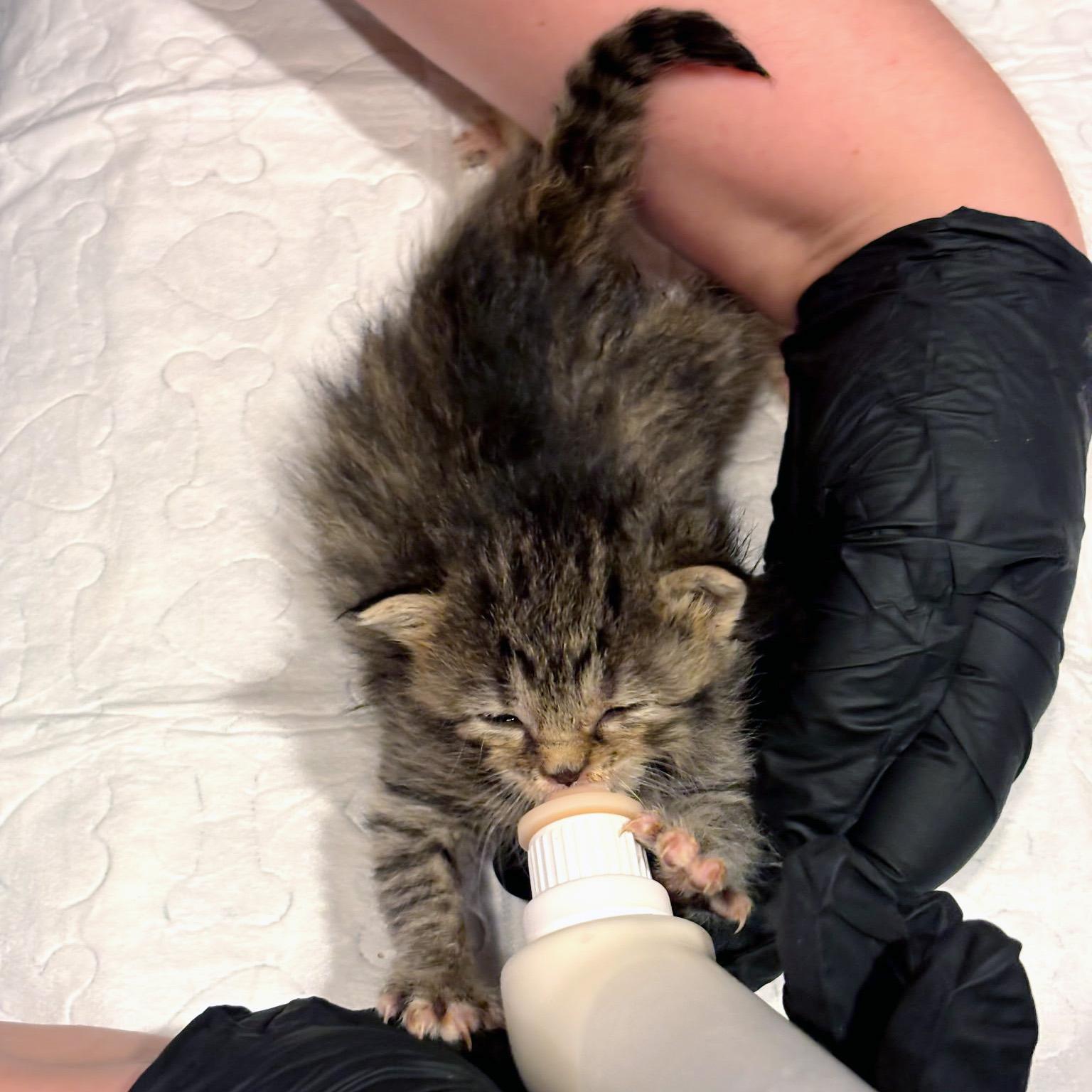Spectre, an adopted Domestic Short Hair in Fair Haven, VT image 3/3