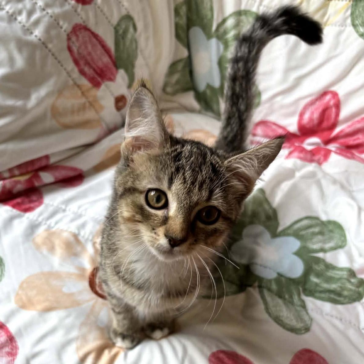 Spectre, an adopted Domestic Short Hair in Fair Haven, VT image 2/3