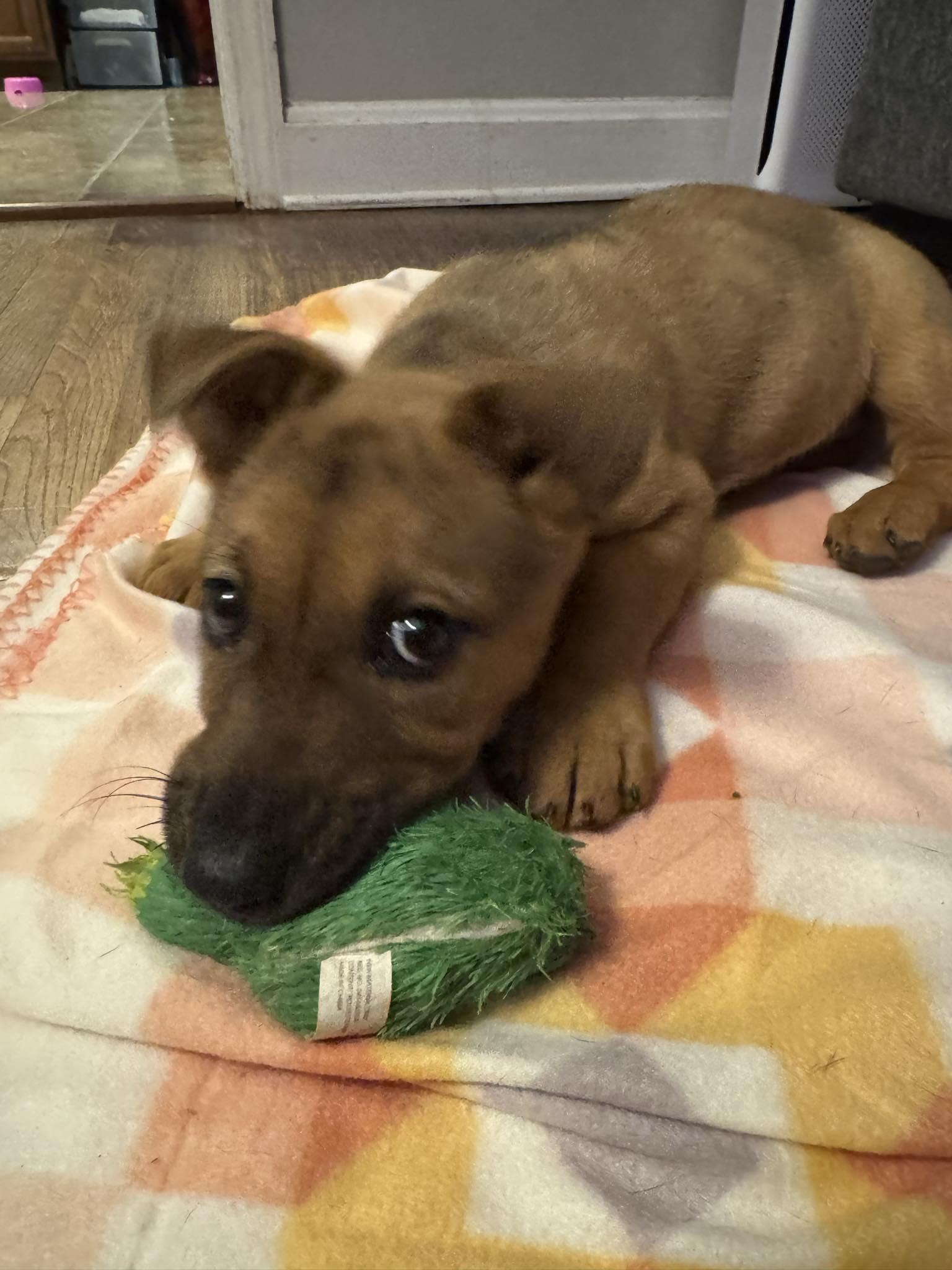 Enlarge Dolly, a ADOPTABLE mixed breed in Kannapolis, NC image 4/6