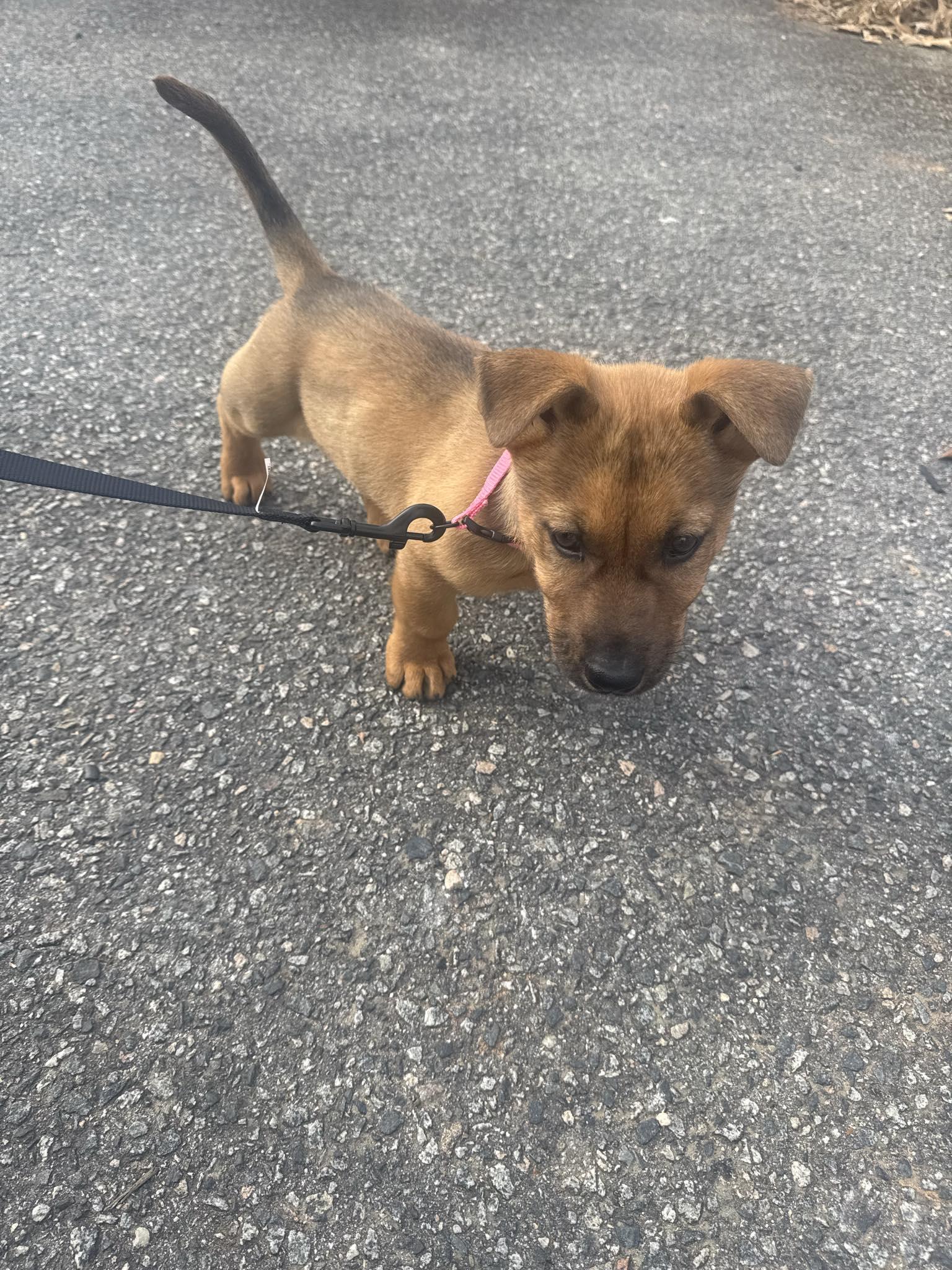 Enlarge Dolly, a ADOPTABLE mixed breed in Kannapolis, NC image 1/6