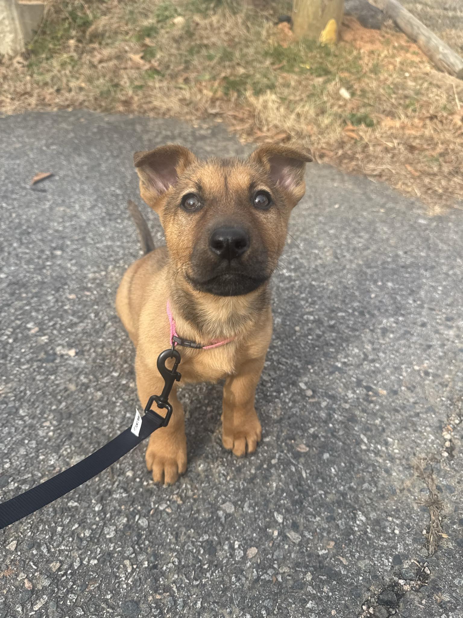 Enlarge Dolly, a ADOPTABLE mixed breed in Kannapolis, NC image 5/6