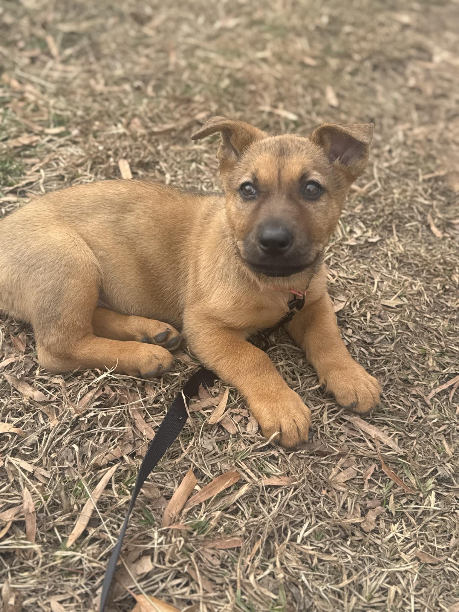 Enlarge Dolly, a ADOPTABLE mixed breed in Kannapolis, NC image 3/6
